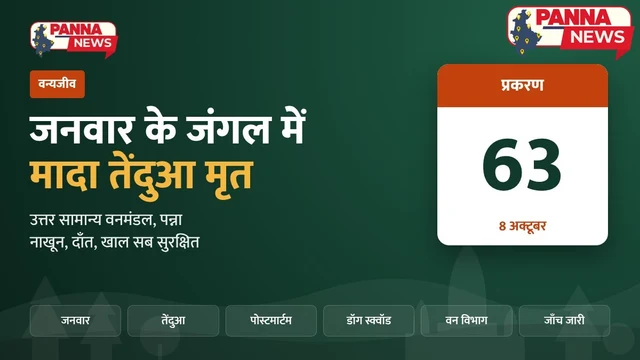 पन्ना के जनवार जंगल में मिली मादा तेंदुआ की लाश: नाखून, दाँत, खाल सब सलामत, फिर मौत काए भई?